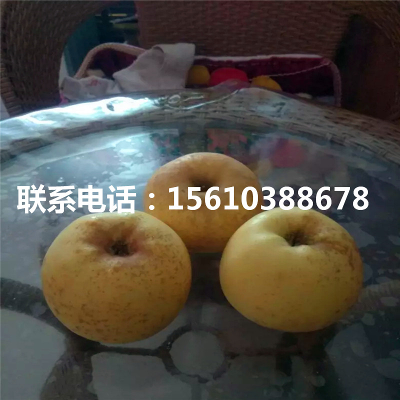 新品種5公分蘋果苗、5公分蘋果苗價格多少