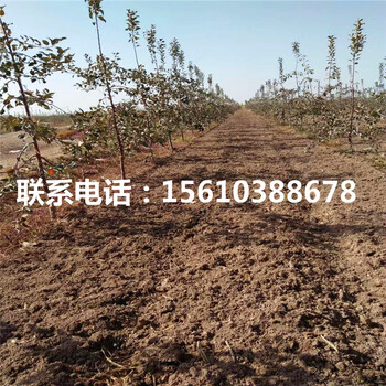 蘋果小苗哪里有賣、蘋果小苗出售
