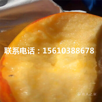 明月蘋果苗行情、明月蘋果苗怎么種