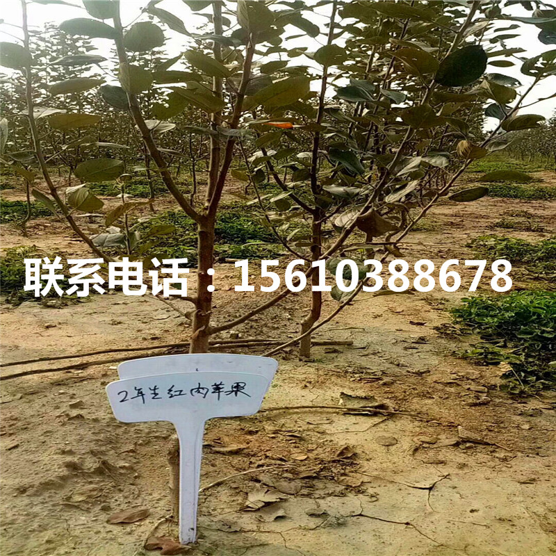 煙富6號(hào)蘋果苗行情、煙富6號(hào)蘋果苗品種