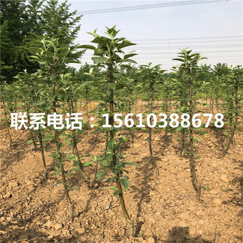 眾成一號(hào)蘋(píng)果苗管理技術(shù)、眾成一號(hào)蘋(píng)果苗那家好