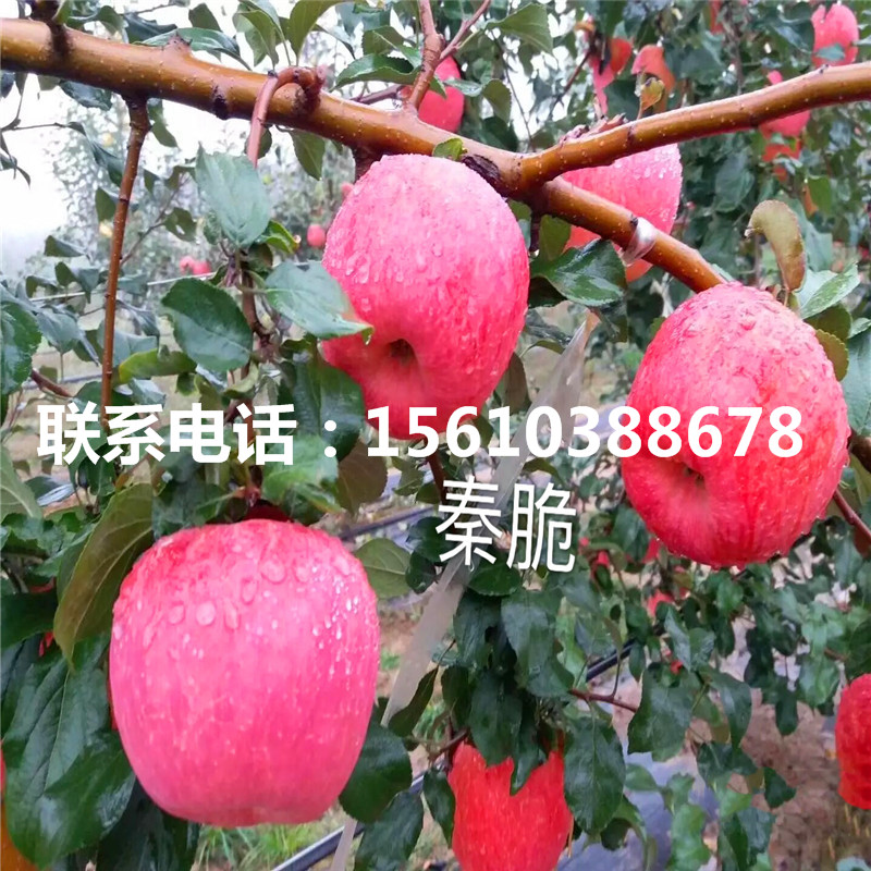 中秋王蘋果苗哪里有賣、中秋王蘋果苗出售
