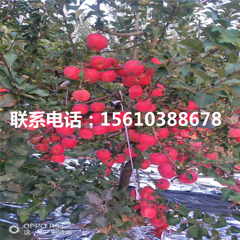 神富6號蘋果苗、神富6號蘋果苗批發(fā)什么價格