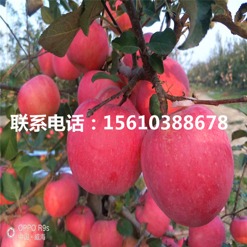 神富一號(hào)蘋(píng)果苗品種介紹、神富一號(hào)蘋(píng)果苗報(bào)價(jià)