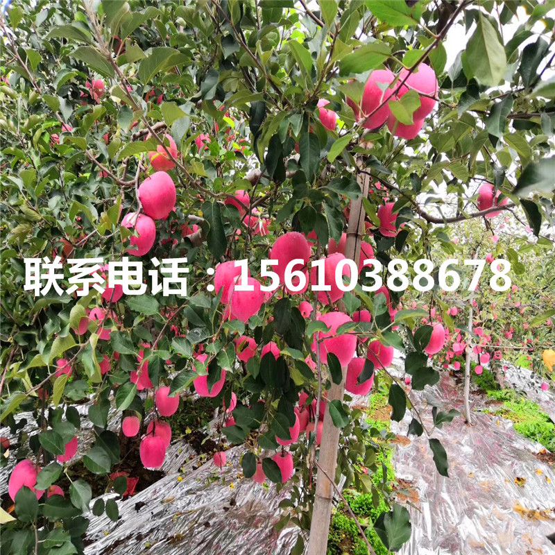 美國(guó)蛇果蘋(píng)果苗新品種、美國(guó)蛇果蘋(píng)果苗幾年結(jié)果
