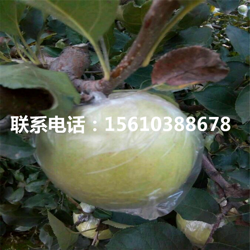 煙富7號(hào)蘋果苗、煙富7號(hào)蘋果苗哪里有賣的