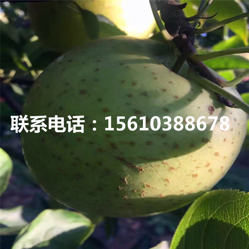 花牛蘋果苗、花牛蘋果苗產(chǎn)量多少