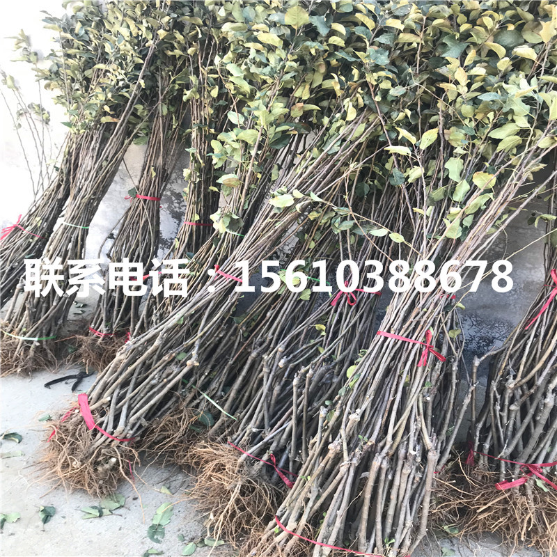 小國(guó)光蘋果苗那種好、小國(guó)光蘋果苗多少錢