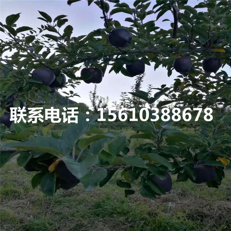 華碩蘋(píng)果苗管理技術(shù)、華碩蘋(píng)果苗那家好