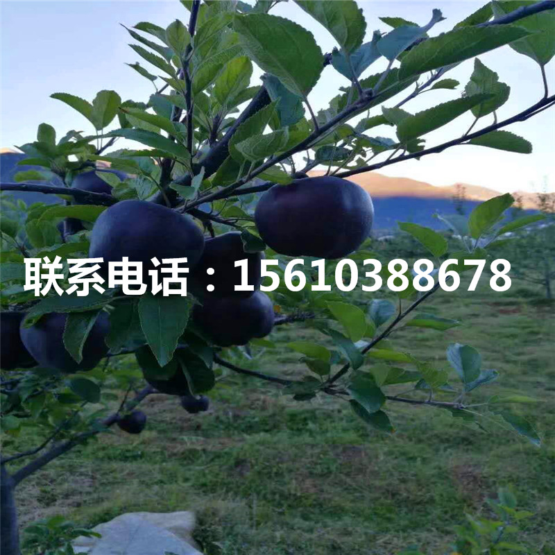 瑞雪蘋果苗品種介紹、瑞雪蘋果苗多少錢