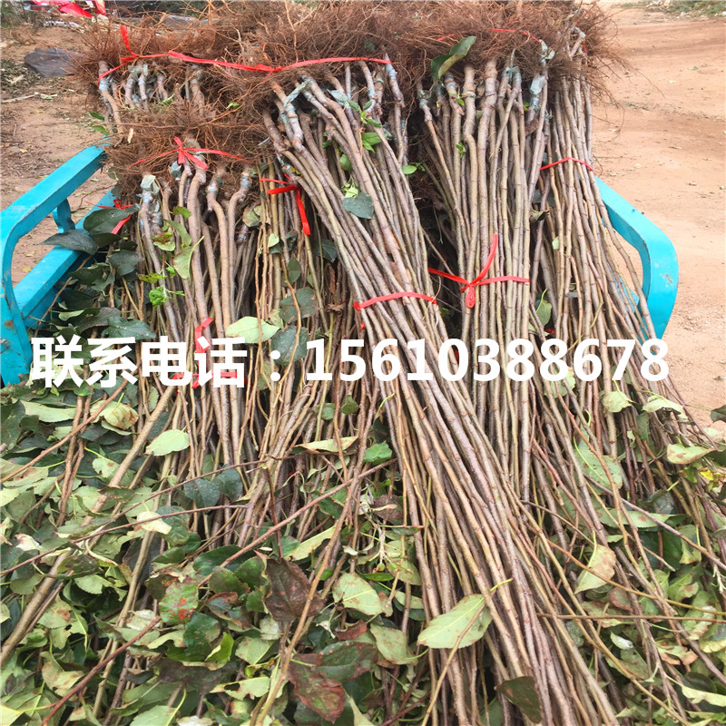 雞心果蘋果苗多少錢、雞心果蘋果苗價(jià)格哪里便宜