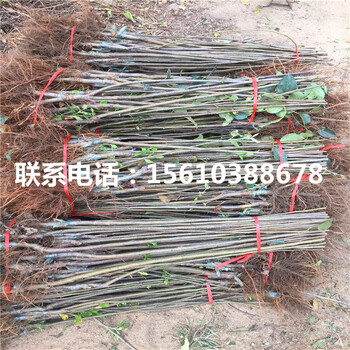 煙富8號蘋果苗價格、煙富8號蘋果苗報價