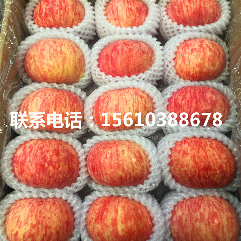 瑞雪蘋果苗品種介紹、瑞雪蘋果苗多少錢