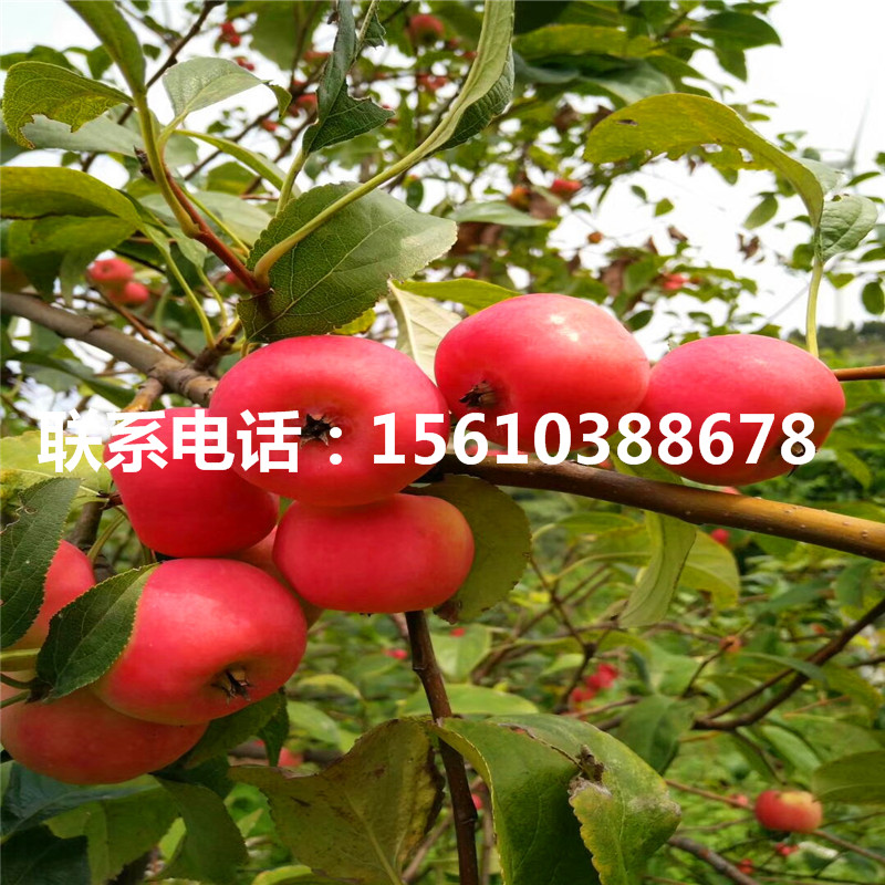 紅色之戀蘋果苗品種介紹、紅色之戀蘋果苗出售