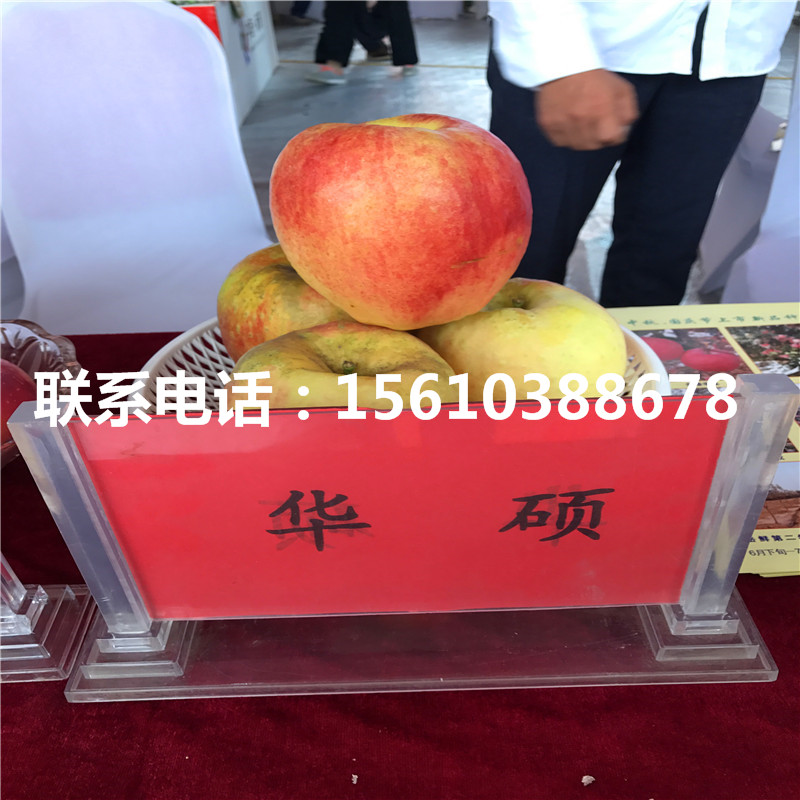 王林蘋果苗品種介紹、王林蘋果苗幾年結(jié)果