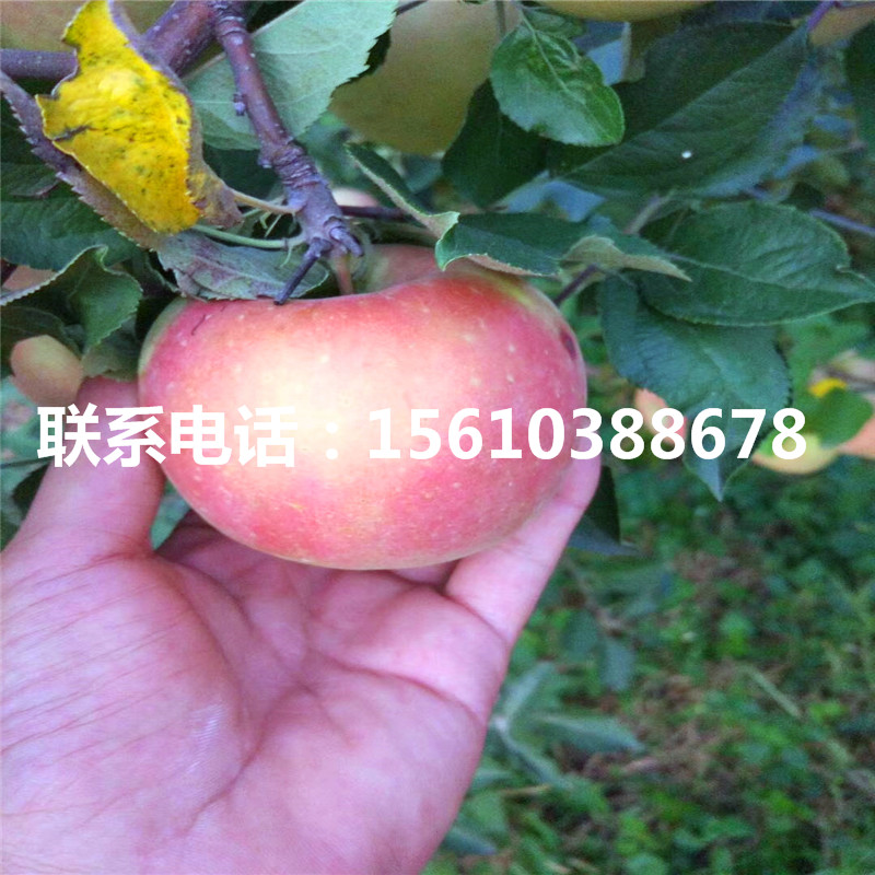 山東華碩蘋果苗、山東華碩蘋果苗基地
