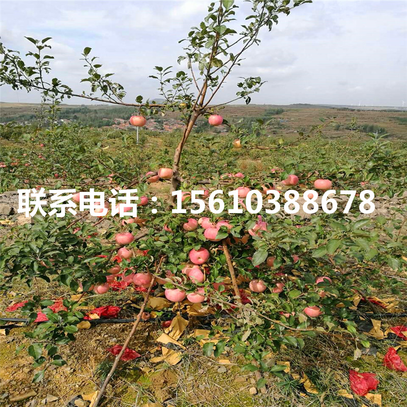 煙富10號(hào)蘋果苗批發(fā)、煙富10號(hào)蘋果苗出售