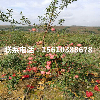 新2001蘋果苗價格、新2001蘋果苗出售基地