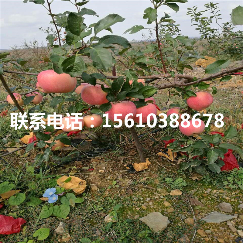 嘎啦蘋果苗出售價格、嘎啦蘋果苗出售基地