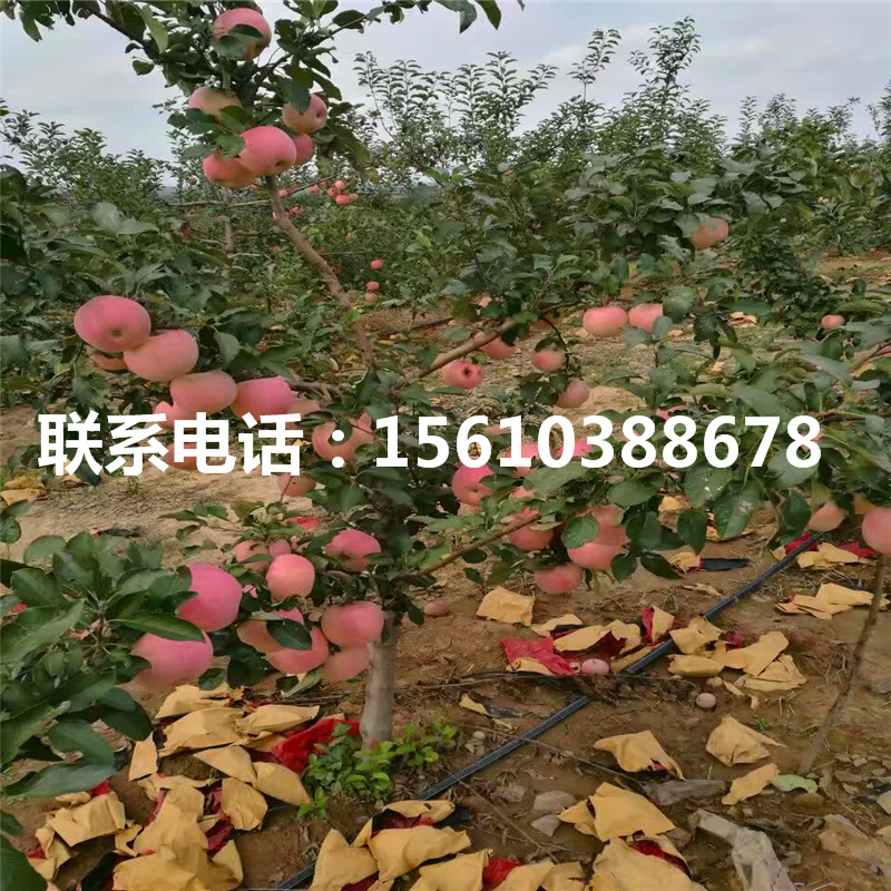 眾成一號蘋果苗管理技術(shù)、眾成一號蘋果苗那家好