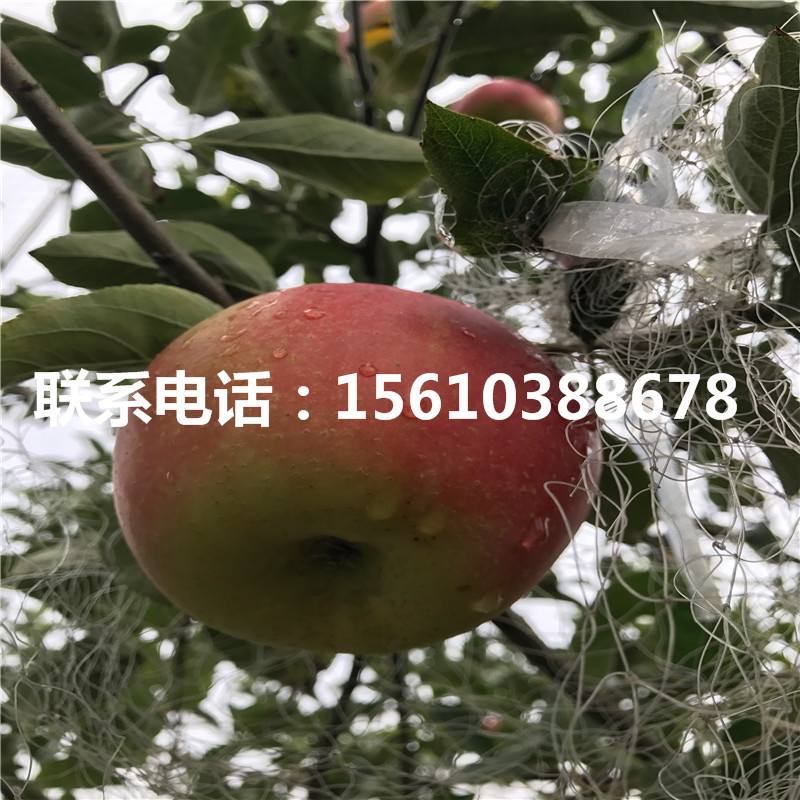 富士王蘋果苗品種介紹、富士王蘋果苗報價