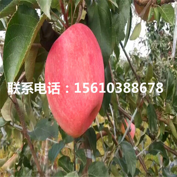 紅心蘋果苗、紅心蘋果苗批發(fā)什么價(jià)格