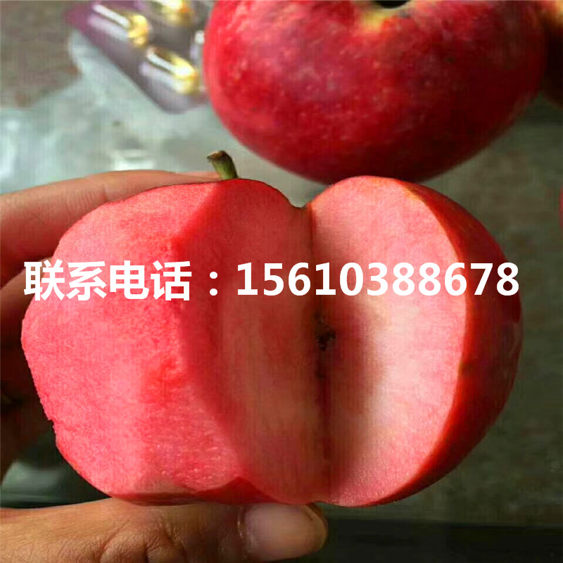 懶富蘋果苗價格、懶富蘋果苗品種