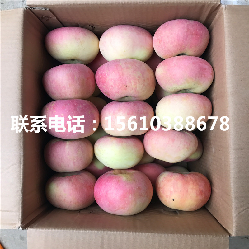 煙富8號蘋果苗品種介紹、煙富8號蘋果苗那家好