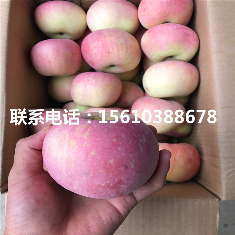 出售美國蛇果蘋果苗、美國蛇果蘋果苗批發(fā)