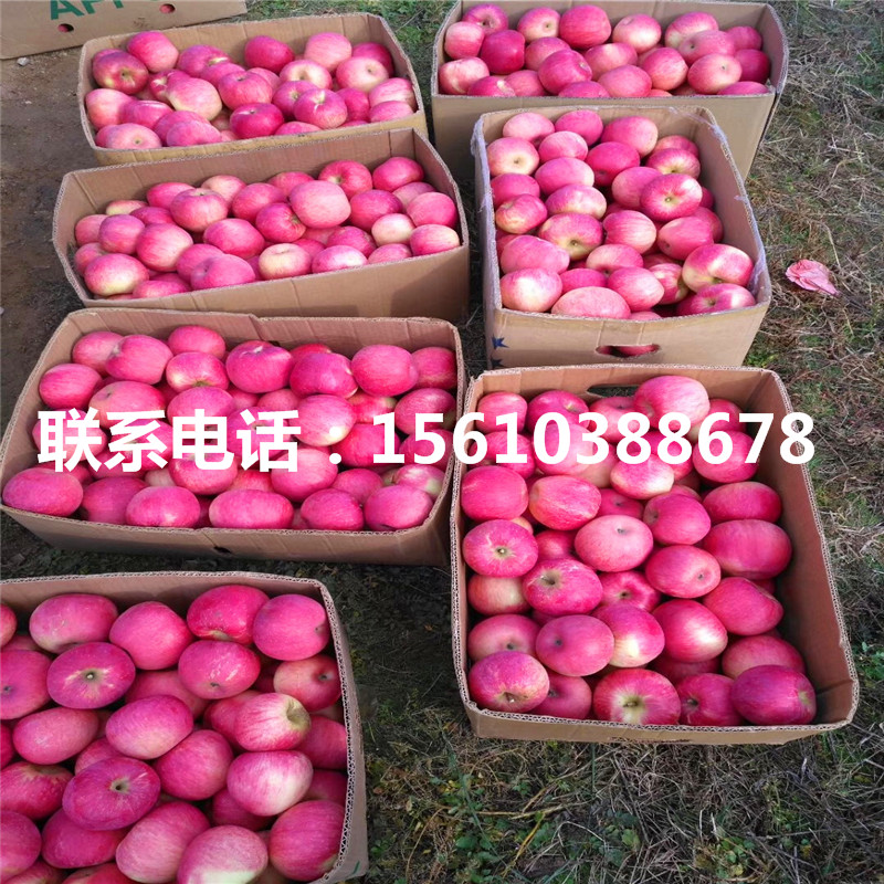 國光蘋果苗、國光蘋果苗產(chǎn)量多少