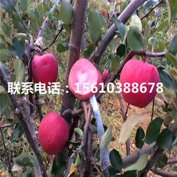 神富一號(hào)蘋(píng)果苗品種介紹、神富一號(hào)蘋(píng)果苗報(bào)價(jià)