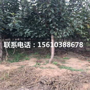 秦脆蘋果苗出售價格、秦脆蘋果苗那家好