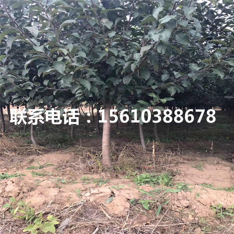 拓季蘋果苗價格多少、拓季蘋果苗幾年結(jié)果
