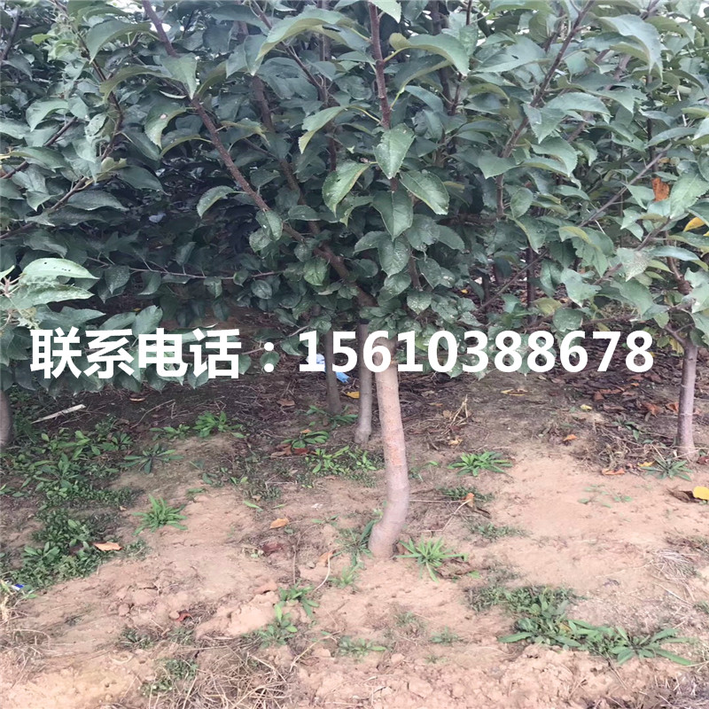 國光蘋果苗、國光蘋果苗產(chǎn)量多少