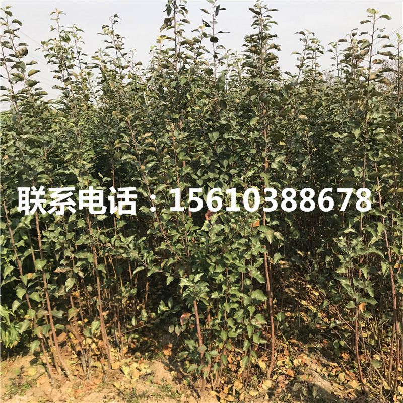 短枝蘋(píng)果苗新品種、短枝蘋(píng)果苗出售基地