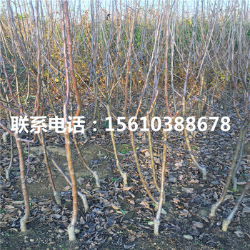 拓季蘋果苗報價、2019年拓季蘋果苗多少錢一棵