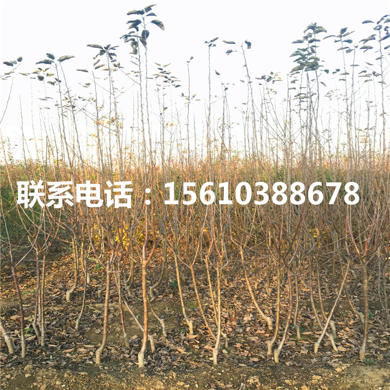 蘋果苗簡介、蘋果苗品種