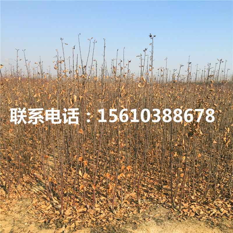 煙富6號(hào)蘋果苗種植基地、煙富6號(hào)蘋果苗出售基地