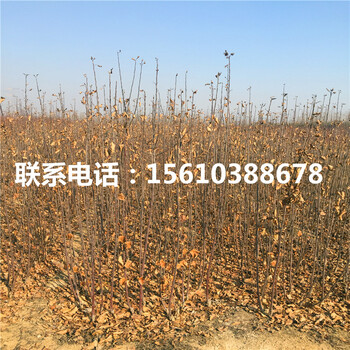 小國光蘋果苗品種介紹、小國光蘋果苗品種