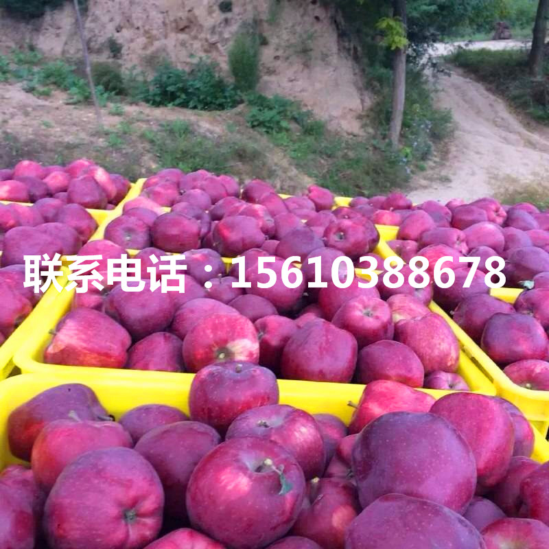 華碩蘋果苗價(jià)格、華碩蘋果苗出售
