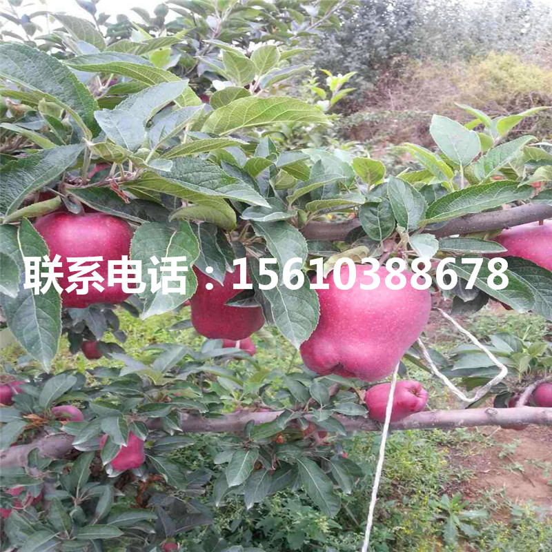 煙富7號(hào)蘋(píng)果苗哪里有賣(mài)、煙富7號(hào)蘋(píng)果苗幾年結(jié)果