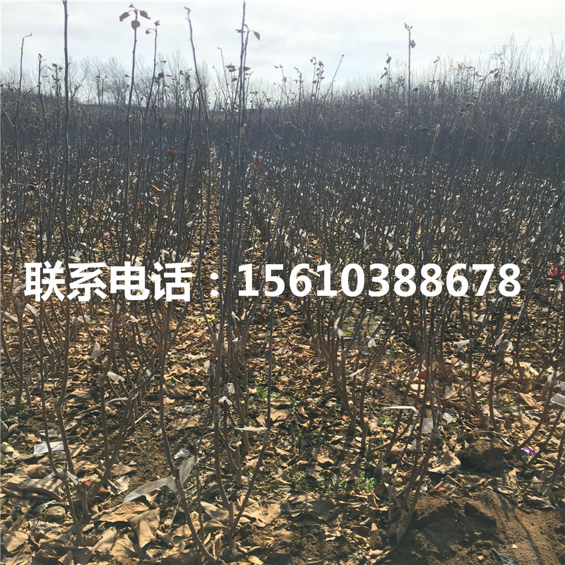 水蜜桃蘋果苗、水蜜桃蘋果苗價格及報價