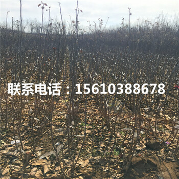 秦蜜蘋(píng)果苗種植基地、秦蜜蘋(píng)果苗出售