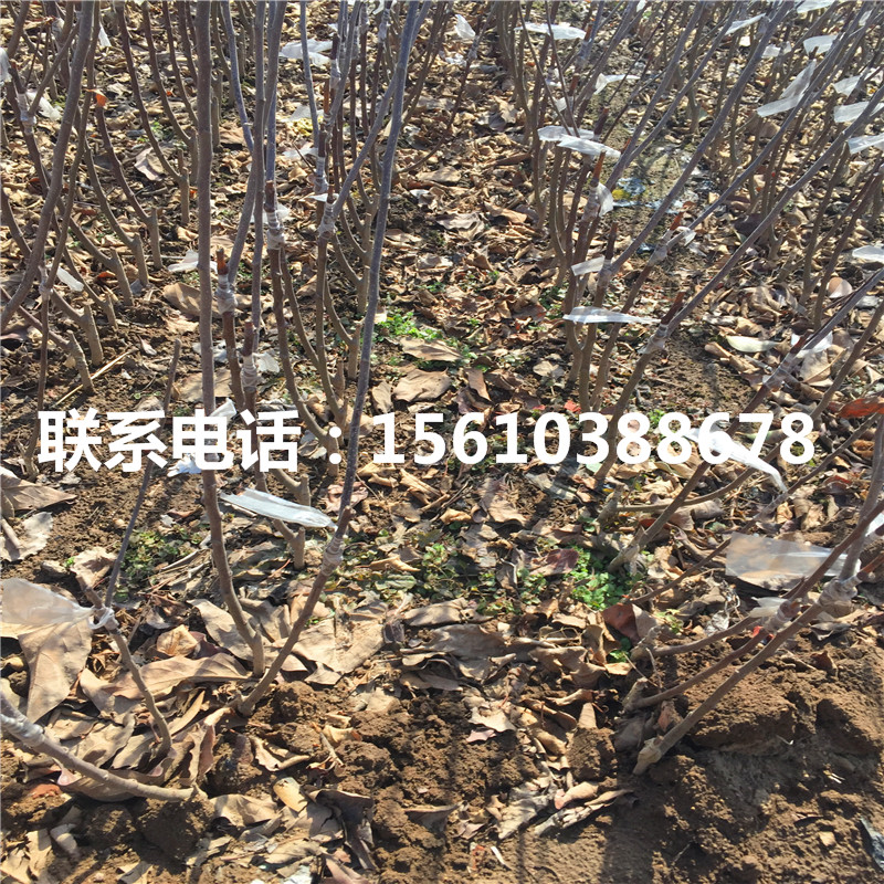 瑞陽蘋果苗哪里有賣、瑞陽蘋果苗出售