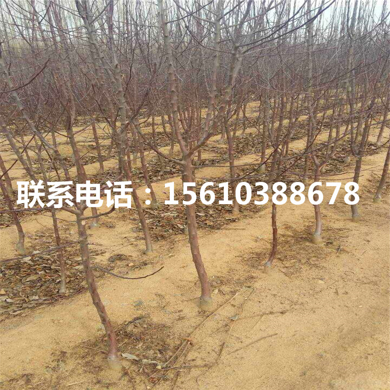 紅將軍蘋果苗、紅將軍蘋果苗一株多少錢