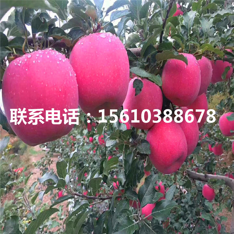 新2001蘋果苗行情、新2001蘋果苗那家好