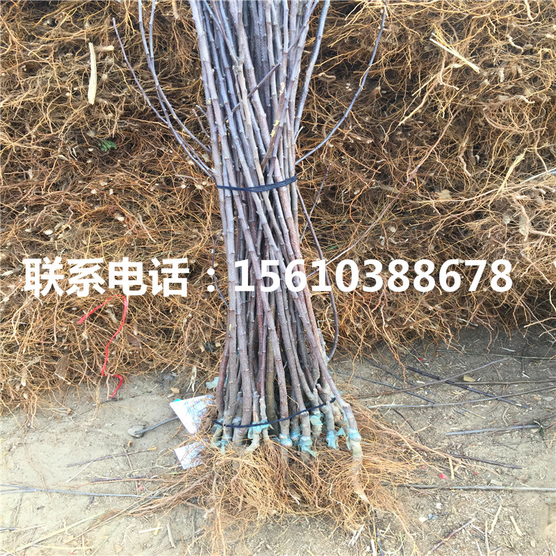 魯麗蘋(píng)果苗新品種、魯麗蘋(píng)果苗品種