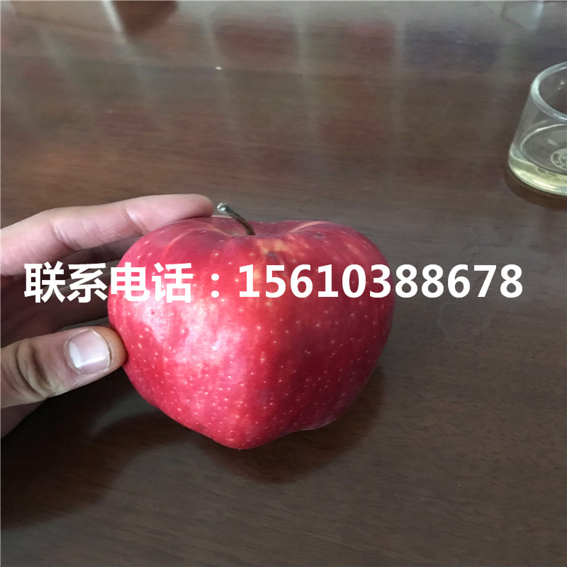 秦冠蘋果苗那種好、秦冠蘋果苗一棵多少錢