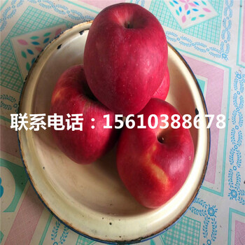 美國蛇果蘋果苗、美國蛇果蘋果苗種植技術(shù)