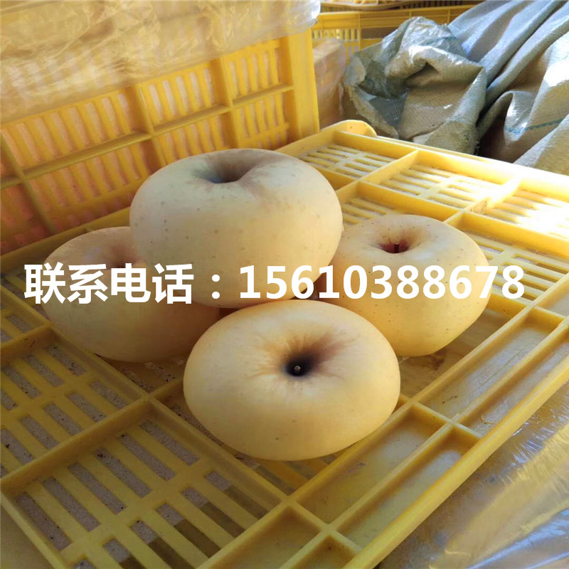 花牛蘋果苗、花牛蘋果苗產(chǎn)量多少
